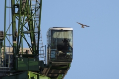 Urban Peregrine. Photo by James Sellen.