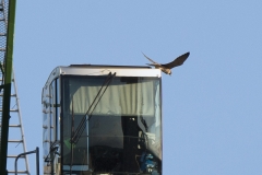 Urban Peregrine. Photo by James Sellen.