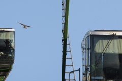 Urban Peregrine. Photo by James Sellen.