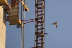 Urban Juvenile Peregrine. Photo by James Sellen.