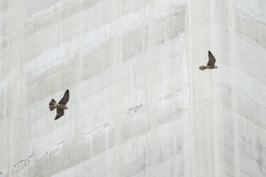 Urban Juvenile Peregrine. Photo by James Sellen.