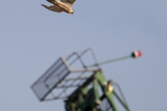 Urban Juvenile Peregrine. Photo by James Sellen.