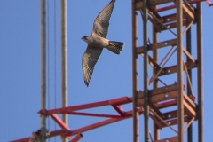 Urban Juvenile Peregrine. Photo by James Sellen.