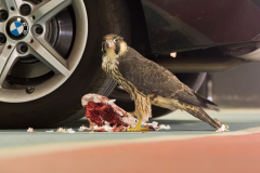 Peregrine in the Car Park I. Photo by Craig Denford.