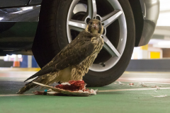 Peregrine in the Car Park IV. Photo by Craig Denford.