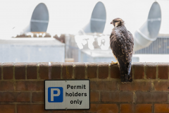 Peregrine in the Car Park III. Photo by Craig Denford.