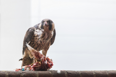 Peregrine in the Car Park II. Photo by Craig Denford.