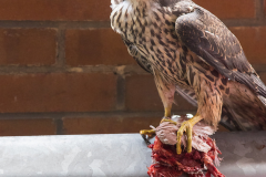 Peregrine in the Car Park V. Photo by Craig Denford.