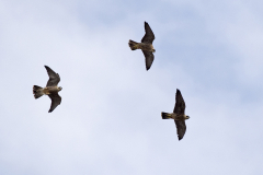 Formation Peregrines II. Photo by James Sellen.