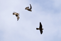 Formation Peregrines III. Photo by James Sellen.