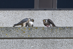 Feeding Time. Photo by James Sellen.