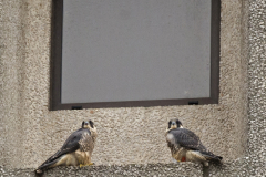 The Waiting Game. Photo by James Sellen.