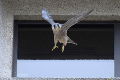 Take Off. Photo by James Sellen.