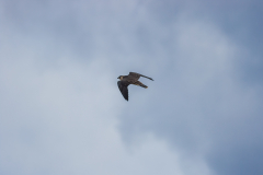 Free as a Bird. Photo by Craig Denford.