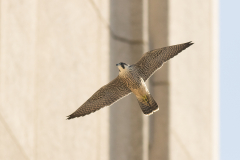 Coming in to Land. Photo by Craig Denford.