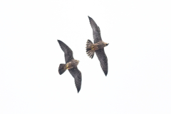 Formation Peregrines I. Photo by Craig Denford.