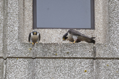 Tiercel left, falcon right. Photo by James Sellen.