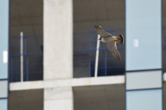 Adult tiercel . Photo by James Sellen.