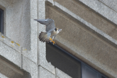 Take Off. Photo by Craig Denford.