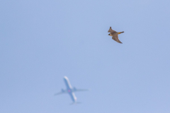 Master of the Skies. Photo by Craig Denford.