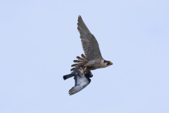 The tiercel bringing home dinner. Photo by Craig Denford.