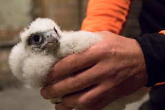 Handheld Peregrine