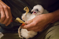 Peregrine Ringing