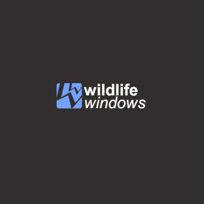 Wildlife Windows